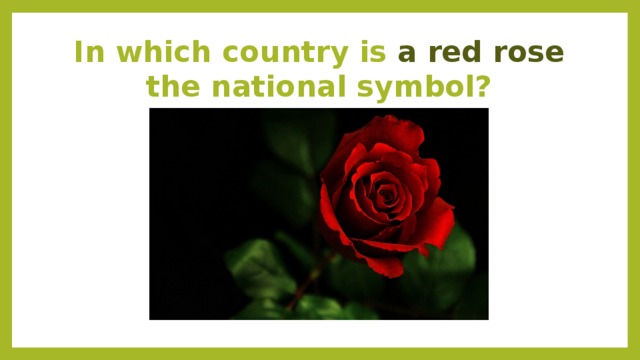 In which country is a red rose the national symbol?