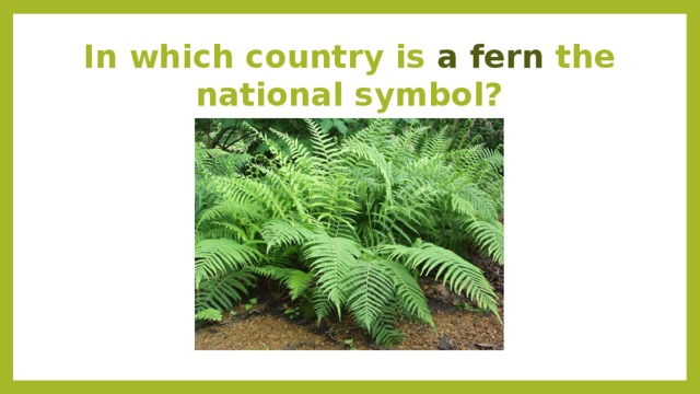 In which country is a fern the national symbol?