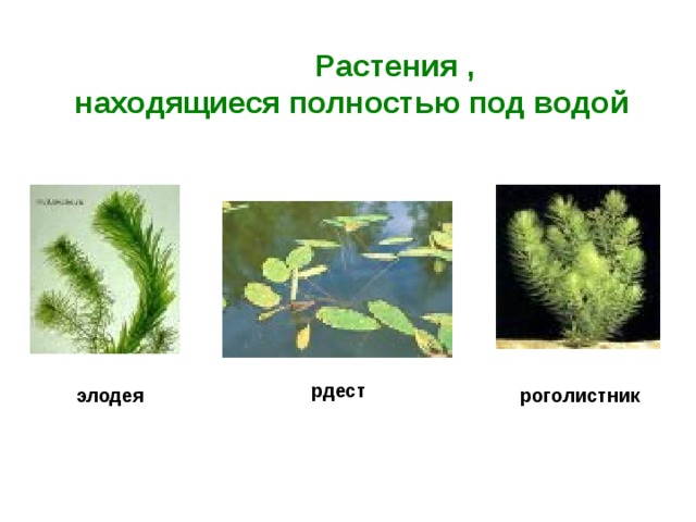 Растения ,  находящиеся полностью под водой рдест роголистник элодея