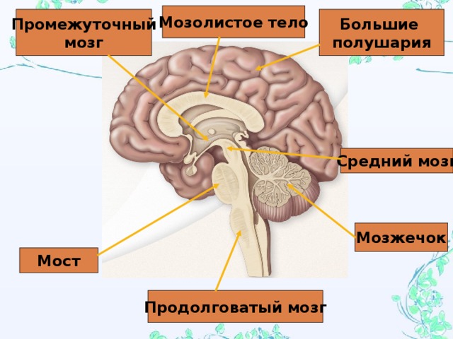 Мозолистое тело Большие полушария Промежуточный мозг Средний мозг Мозжечок Мост Продолговатый мозг