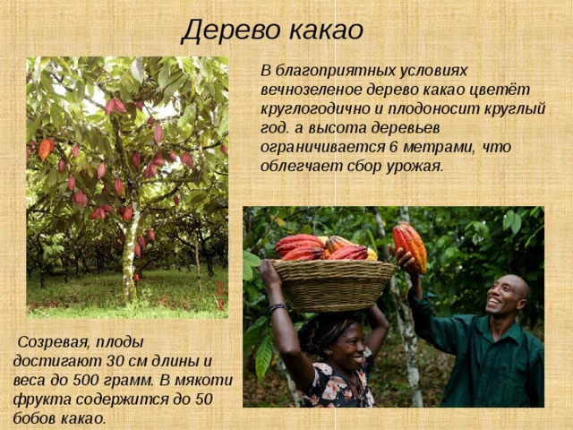 Дерево какао В благоприятных условиях вечнозеленое дерево какао цветёт круглогодично и плодоносит круглый год. а высота деревьев ограничивается 6 метрами, что облегчает сбор урожая.  Созревая, плоды достигают 30 см длины и веса до 500 грамм. В мякоти фрукта содержится до 50 бобов какао.