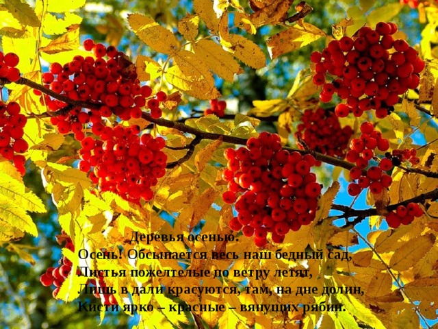 Деревья осенью.  Осень! Обсыпается весь наш бедный сад,  Листья пожелтелые по ветру летят,  Лишь в дали красуются, там, на дне долин,  Кисти ярко – красные – вянущих рябин.