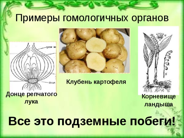 Примеры гомологичных органов Клубень картофеля Донце репчатого лука Корневище ландыша Все это подземные побеги!