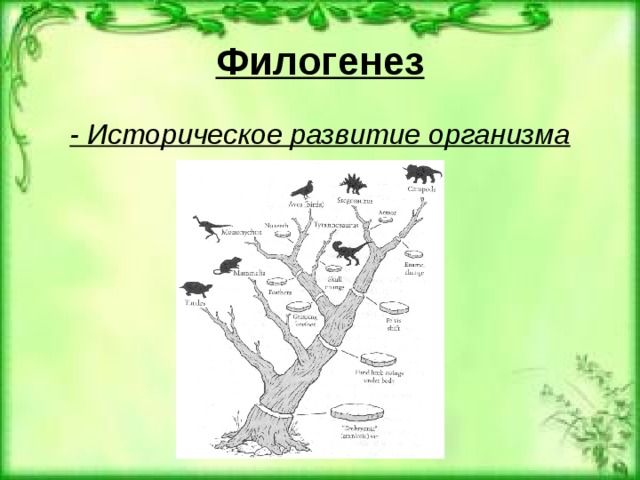 Филогенез - Историческое развитие организма