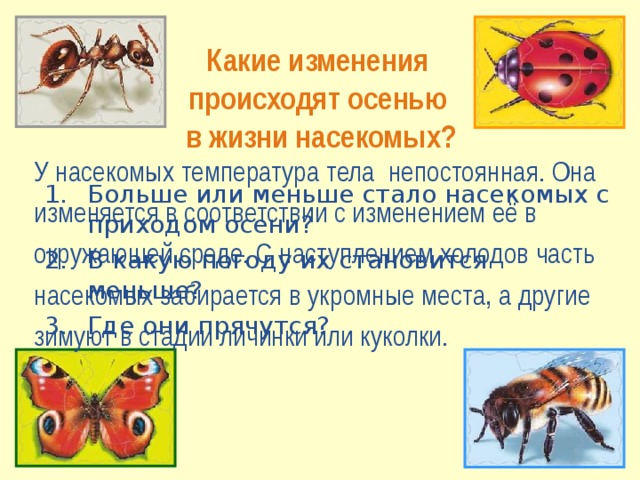 Какие изменения  происходят осенью  в жизни насекомых? У насекомых температура тела непостоянная. Она изменяется в соответствии с изменением её в окружающей среде. С наступлением холодов часть насекомых забирается в укромные места, а другие зимуют в стадии личинки или куколки.