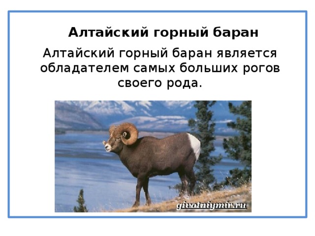 горный б Алтайский горный баран Алтайский горный баран является обладателем самых больших рогов своего рода.
