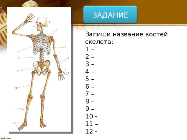 ЗАДАНИЕ Запиши название костей скелета: 1 – 2 – 3 – 4 – 5 – 6 – 7 – 8 – 9 – 10 - 11 – 12 -