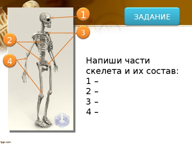 ЗАДАНИЕ 1 3 2 Напиши части скелета и их состав: 1 – 2 – 3 – 4 – 4
