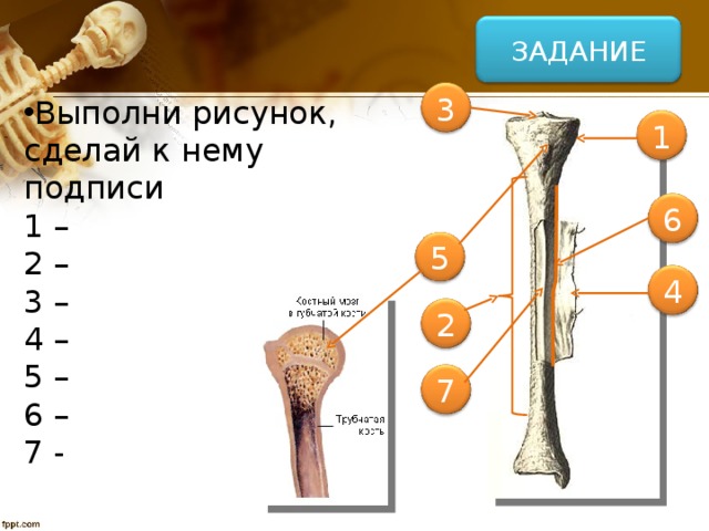 ЗАДАНИЕ Выполни рисунок, сделай к нему подписи : 1 – 2 – 3 – 4 – 5 – 6 – 7 - 3 1 6 5 4 2 1 – эпифиз (головка) 2 – диафиз (тело) 3 – суставной хрящ 4 – надкостница 5 – губчатое вещество (красный костный мозг) 6 – компактное вещество 7 – полость (желтый костный мозг) 7 18