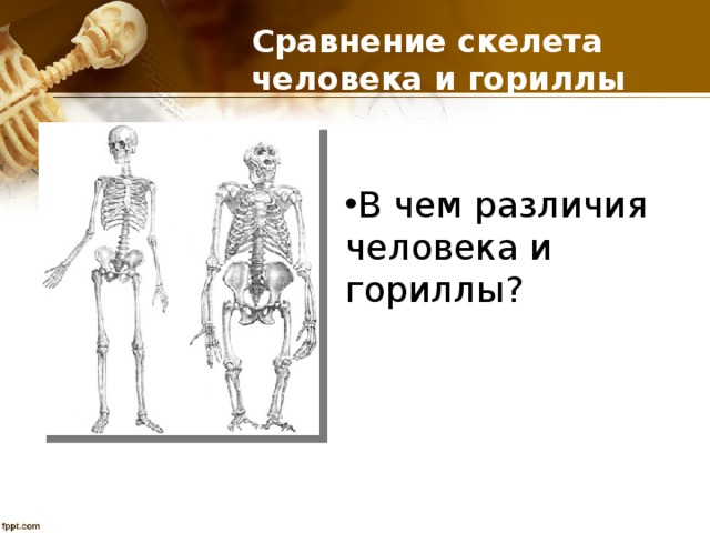 Сравнение скелета человека и гориллы