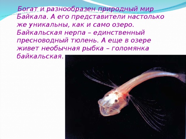 Богат и разнообразен природный мир Байкала. А его представители настолько же уникальны, как и само озеро. Байкальская нерпа – единственный пресноводный тюлень. А еще в озере живет необычная рыбка – голомянка байкальская.