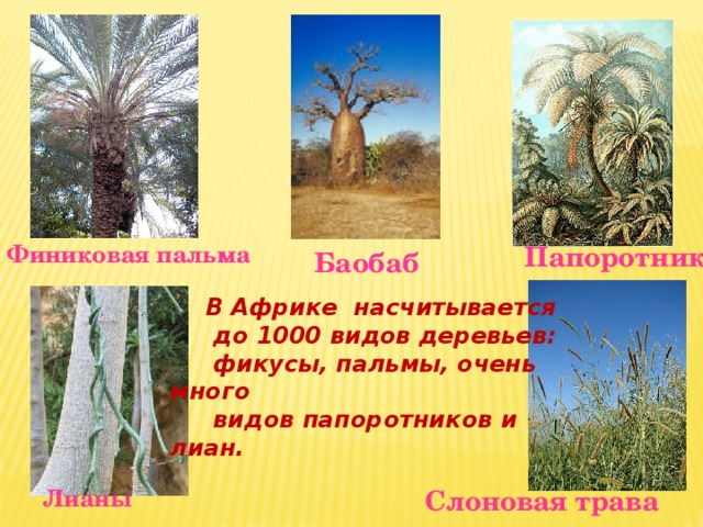Финиковая пальма Папоротник Баобаб В Африке насчитывается  до 1000 видов деревьев:  фикусы, пальмы, очень много  видов папоротников и лиан. Лианы Слоновая трава