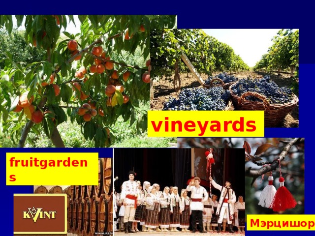 vineyards fruitgardens M эрцишор