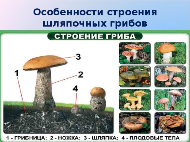 Особенности строения шляпочных грибов