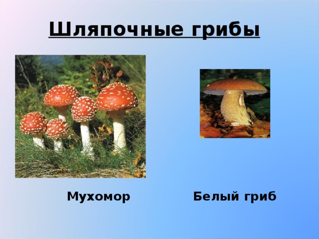 Шляпочные грибы  Мухомор Белый гриб