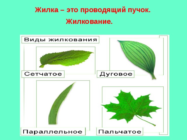 Жилкование листьев у однодольных растений. Жилкование растений 6 класс биология. Жилкование листа осины.