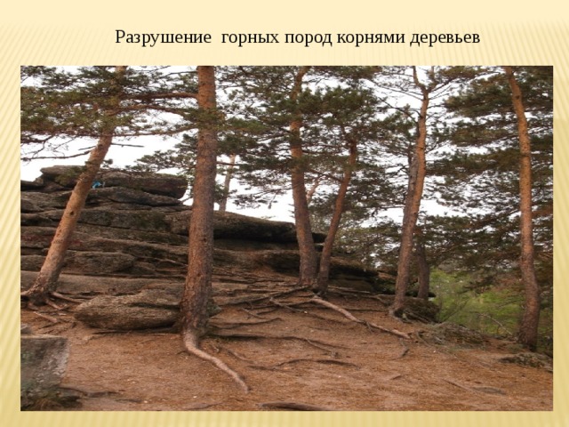 Разрушение горных пород корнями деревьев