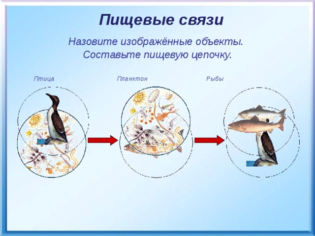 Пищевые связи Назовите изображённые объекты. Составьте пищевую цепочку.  Птица Планктон Рыбы