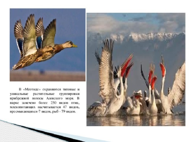 В «Меотиде» охраняются типовые и уникальные растительные группировки прибрежной полосы Азовского моря. В парке замечено более 250 видов птиц, млекопитающих насчитывается 47 видов, пресмыкающихся-7 видов, рыб - 79 видов.