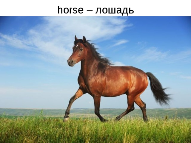 horse – лошадь