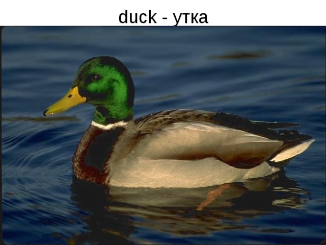 duck - утка