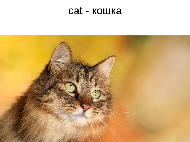 cat - кошка