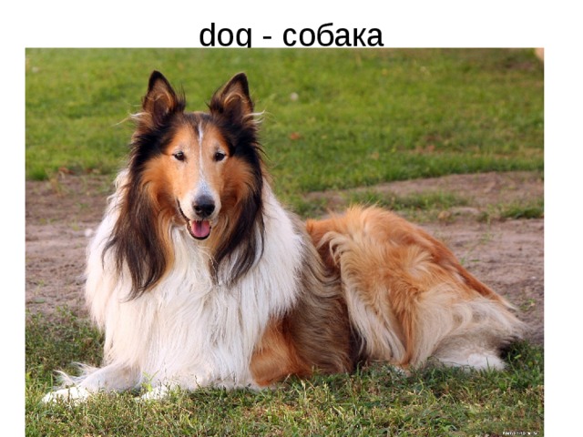 dog - собака