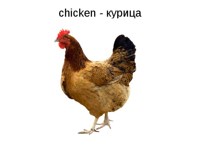 chicken - курица