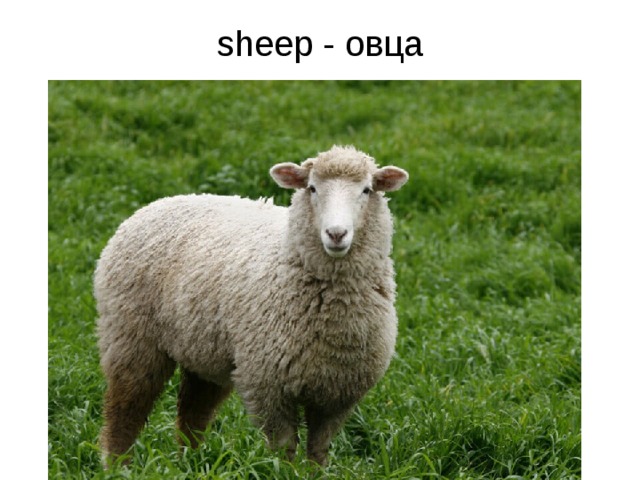 sheep - овца