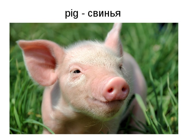 pig - свинья
