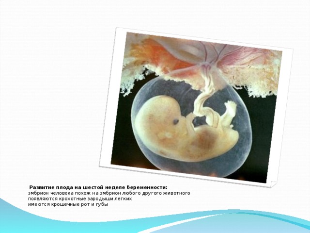 Развитие плода на шестой неделе беременности: эмбрион человека похож на эмбрион любого другого животного появляются крохотные зародыши легких имеются крошечные рот и губы