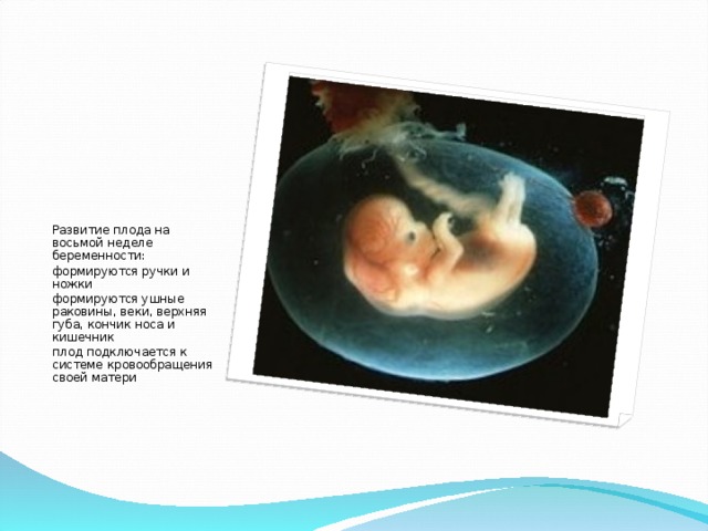 Развитие плода на восьмой неделе беременности: формируются ручки и ножки формируются ушные раковины, веки, верхняя губа, кончик носа и кишечник плод подключается к системе кровообращения своей матери