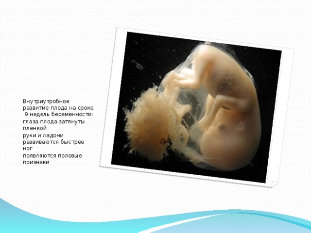 Внутриутробное развитие плода на сроке 9 недель беременности: глаза плода затянуты пленкой руки и ладони развиваются быстрее ног появляются половые признаки
