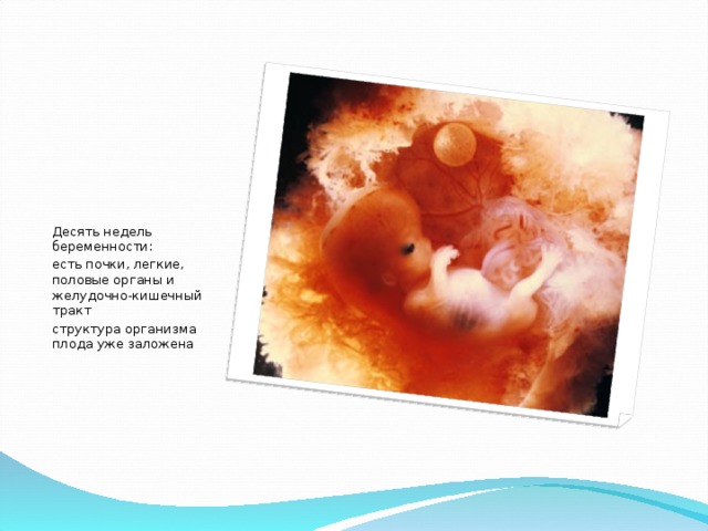 Десять недель беременности: есть почки, легкие, половые органы и желудочно-кишечный тракт структура организма плода уже заложена