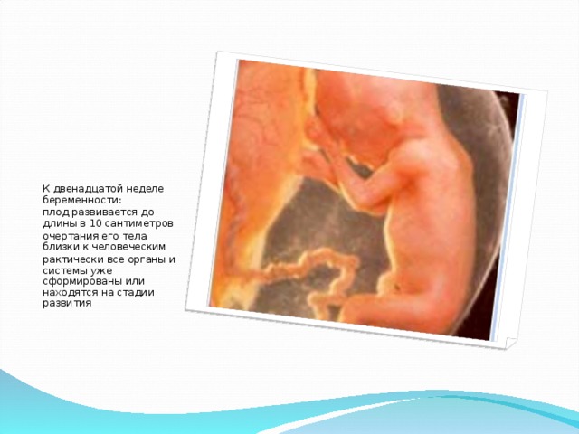 К двенадцатой неделе беременности: плод развивается до длины в 10 сантиметров очертания его тела близки к человеческим рактически все органы и системы уже сформированы или находятся на стадии развития