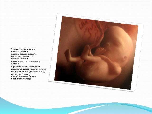 Тринадцатая неделя беременности - завершающая неделя первого триместра беременности: формируются голосовые связки сформированы желчный пузырь и щитовидная железа почки плода выделяют мочу, а костный мозг вырабатывает белые кровяные тельца