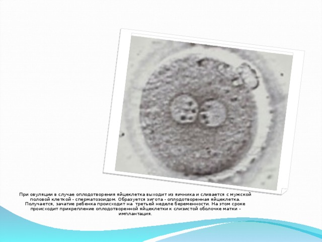При овуляции в случае оплодотворения яйцеклетка выходит из яичника и сливается с мужской половой клеткой - сперматозоидом. Образуется зигота - оплодотворенная яйцеклетка. Получается, зачатие ребенка происходит на третьей неделе беременности. На этом сроке происходит прикрепление оплодотворенной яйцеклетки к слизистой оболочке матки - имплантация.