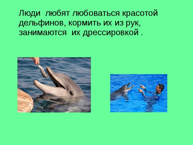 Люди любят любоваться красотой дельфинов, кормить их из рук, занимаются их дрессировкой .
