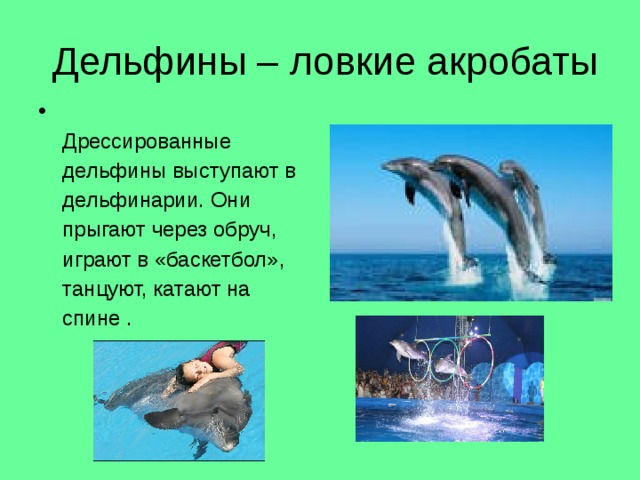 Дельфины – ловкие акробаты