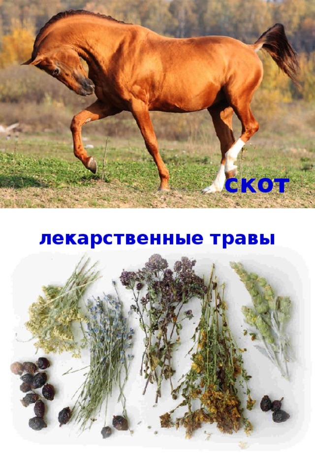 скот лекарственные травы