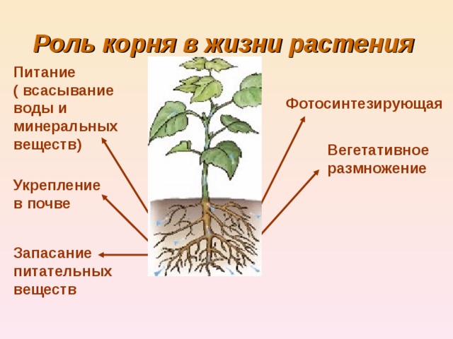 Роль корня в жизни растения  Питание ( всасывание воды и минеральных веществ) Фотосинтезирующая Вегетативное размножение Укрепление в почве Запасание питательных веществ