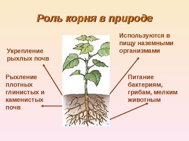 Роль корня в природе Используются в пищу наземными организмами Укрепление рыхлых почв Рыхление плотных глинистых и каменистых почв Питание бактериям, грибам, мелким животным