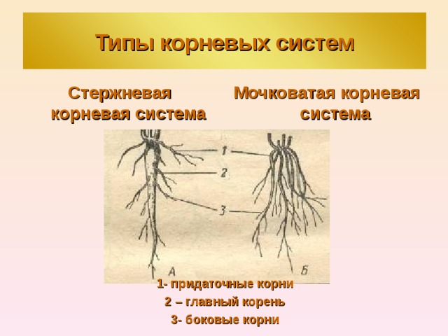 Типы корневых систем Стержневая корневая система Мочковатая корневая система 1- придаточные корни 2 – главный корень 3- боковые корни