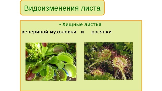 Видоизменения листа Хищные листья  венериной мухоловки и росянки