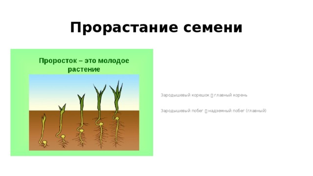 Прорастание семени Зародышевый корешок  главный корень Зародышевый побег  надземный побег (главный)