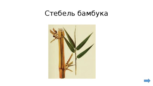 Стебель бамбука