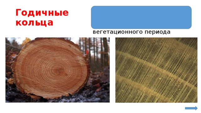 прирост древесины стебля в толщину, произошедший в течение одного вегетационного периода Годичные кольца
