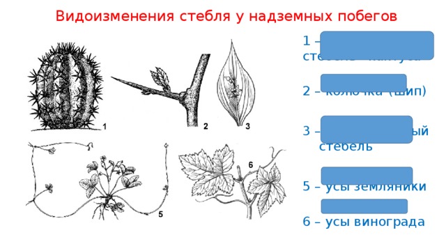 Видоизмененные листья и корни