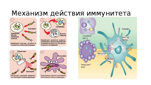 Механизм действия иммунитета