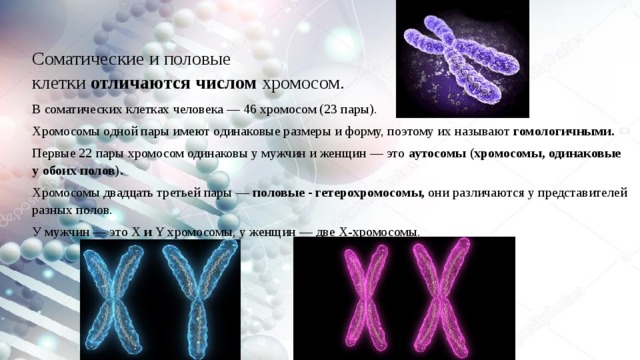 Соматические и половые клетки  отличаются числом  хромосом. В соматических клетках человека — 46 хромосом (23 пары). Хромосомы одной пары имеют одинаковые размеры и форму, поэтому их называют  гомологичными. Первые 22 пары хромосом одинаковы у мужчин и женщин — это аутосомы (хромосомы, одинаковые у обоих полов).  Хромосомы двадцать третьей пары —  половые - гетерохромосомы,  они различаются у представителей разных полов. У мужчин — это X  и  Y хромосомы ,  у женщин — две Х-хромосомы.